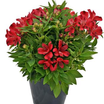 Alstroemeria 'Inca Lolly™'