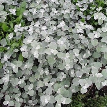 Helichrysum petiolare 'Immortelle' 