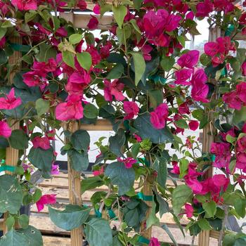 Bougainvillea 'White' 