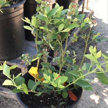 Vaccinium corymbosum