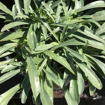 Penstemon fruticosa 'Purple Haze' 