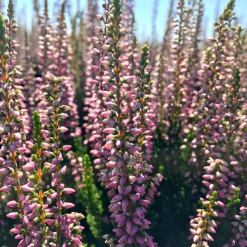 Calluna vulgaris 'Michelle' 