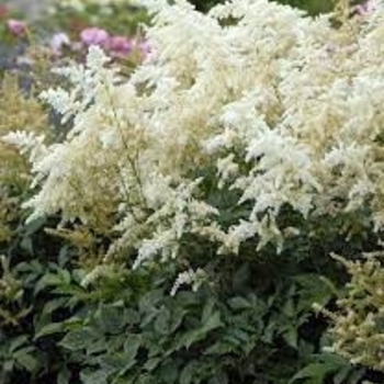 Astilbe chinensis 'Lowlands White' 