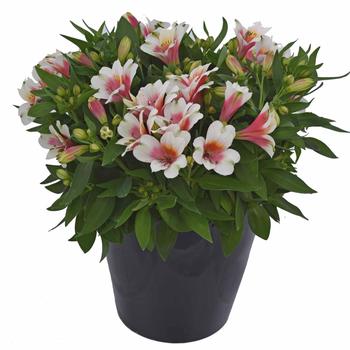 Alstroemeria 'Inca Lucky™'