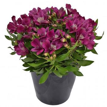 Alstroemeria 'Inca Noble™'