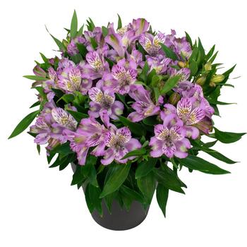 Alstroemeria 'Inca Ocean™' 