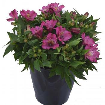 Alstroemeria 'Inca Replay™' 