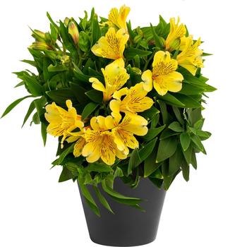 Alstroemeria 'Inca Rio™'