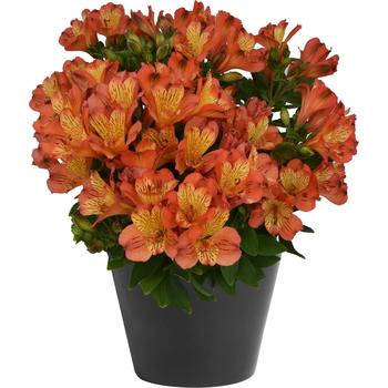 Alstroemeria 'Inca Safari™' 