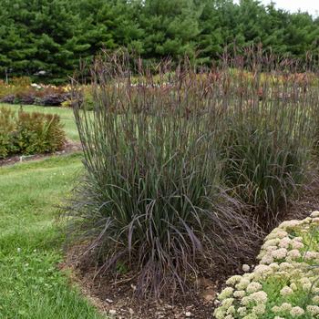 Andropogon gerardii 'Blackhawks' PP27,949