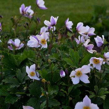 Anemone 'Wild Swan™'