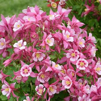 Aquilegia caerulea 'Rose & Pink' 