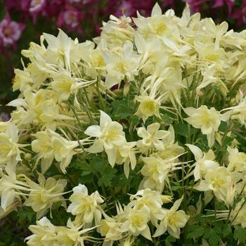 Aquilegia caerulea 'Yellow' 