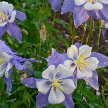 Aquilegia caerulea Songbird 'Blue Bird'