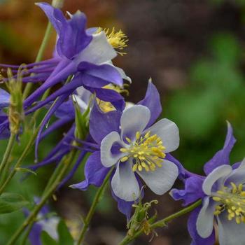 Aquilegia caerulea 'Blue Jay' 