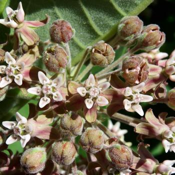 Asclepias syriaca 