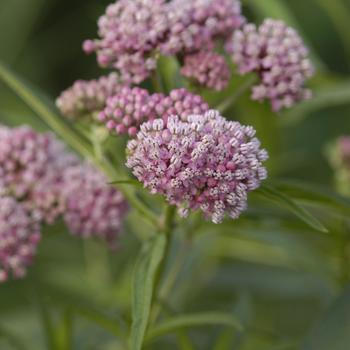 Asclepias incarnata