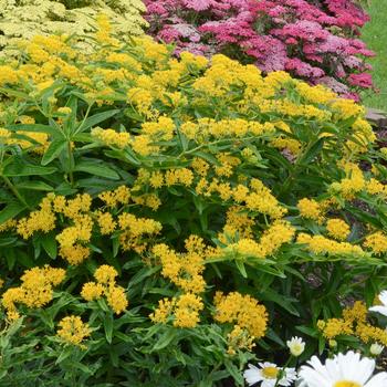 Asclepias tuberosa 'Hello Yellow' 