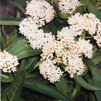 Asclepias incarnata 'Milkmaid'