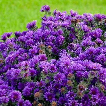 Aster novae-angliae 'Grape Crush'