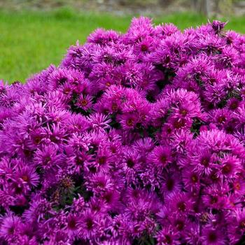 Aster novae-angliae 'Pink Crush' PPAF