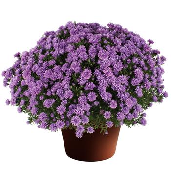 Aster novi-belgii 'Henry™ I Blue' 