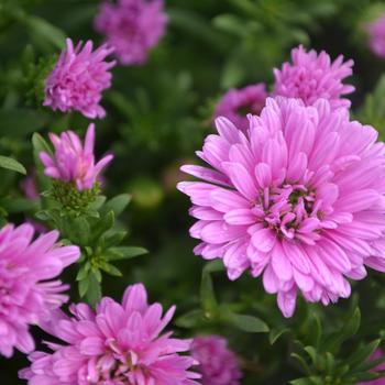 Aster novi-belgii 'Henry™ III Pink' 