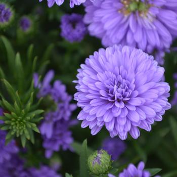 Aster novi-belgii 'Henry™ III Purple'