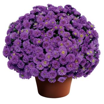 Aster novi-belgii 'Henry™ I Purple'