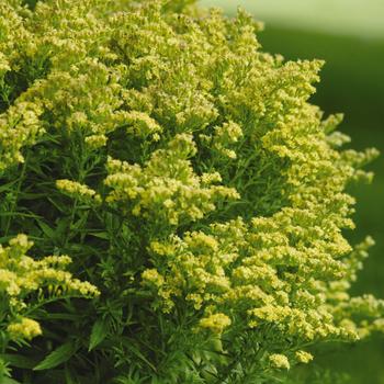 Solidago 'Little Lemon'