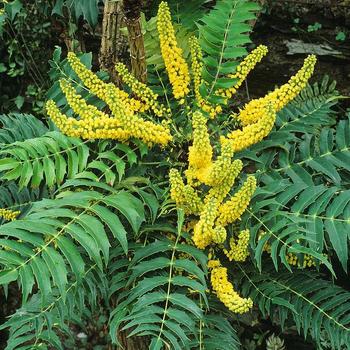 Mahonia lomariifolia