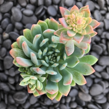 x Sedeveria 'Blue Elf' 