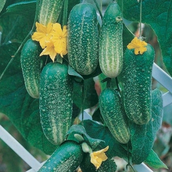 Cucumis sativus 'Cool Breeze' 