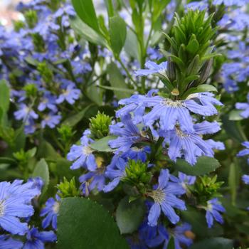 Scaevola crassifolia 'Luedansca' PPAF