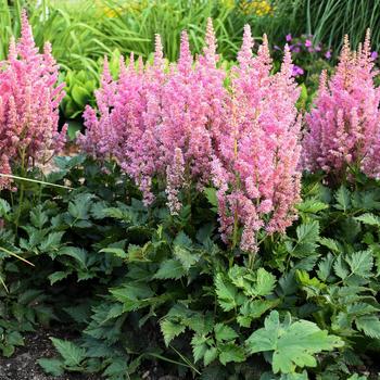 Astilbe chinensis 'Little Vision in Pink'