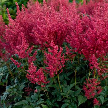 Astilbe japonica 'Montgomery' 