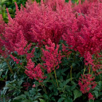 Astilbe japonica 'Montgomery'