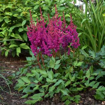 Astilbe chinensis 'Vision in Red'