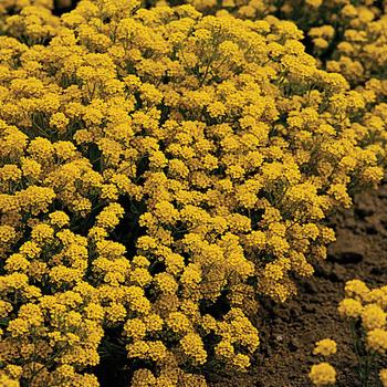 Aurinia saxatile 'Golden Flourish™' 