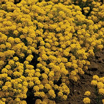 Aurinia saxatile 'Golden Flourish™'