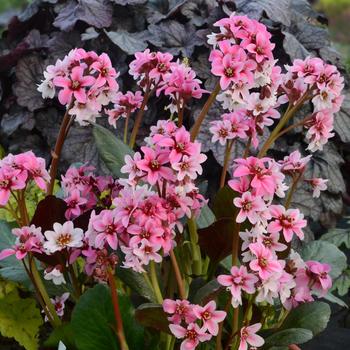 Bergenia Dragon Fly™ 'Sakura'