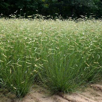 Bouteloua gracilis 'Blonde Ambition' 