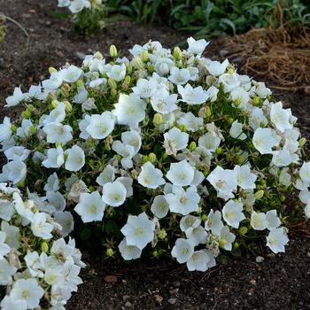 Campanula carpatica 'Rapido White'