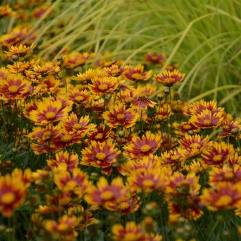 Coreopsis 'Daybreak' 