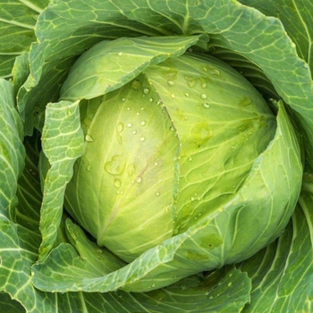 Brassica oleracea 'Golden Acre' 