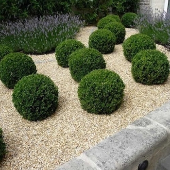 Buxus sempervirens 'Unraveled' 