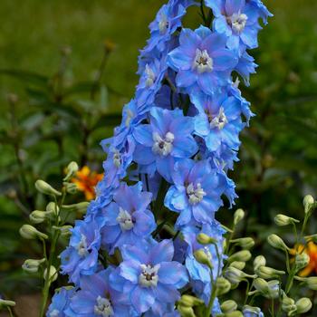 Delphinium elatum 'Million Dollar Sky'