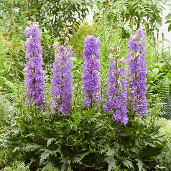 Delphinium Delgenius™ 'Breezin''