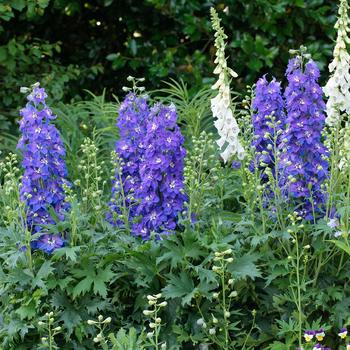 Delphinium Delgenius™ 'Glitzy'