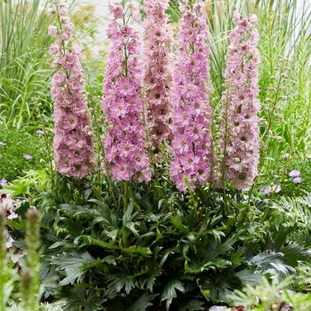 Delphinium Delgenius™ 'Juliet'